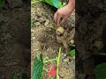 Pumpkin Vine Secret! Press & Root 🎃🌱 for Double Fertilizer Uptake & Wind Resistance ✨