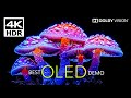 OLED Demo 4K HDR 60 fps Dolby Vision - (4K Video) ULTRA HD