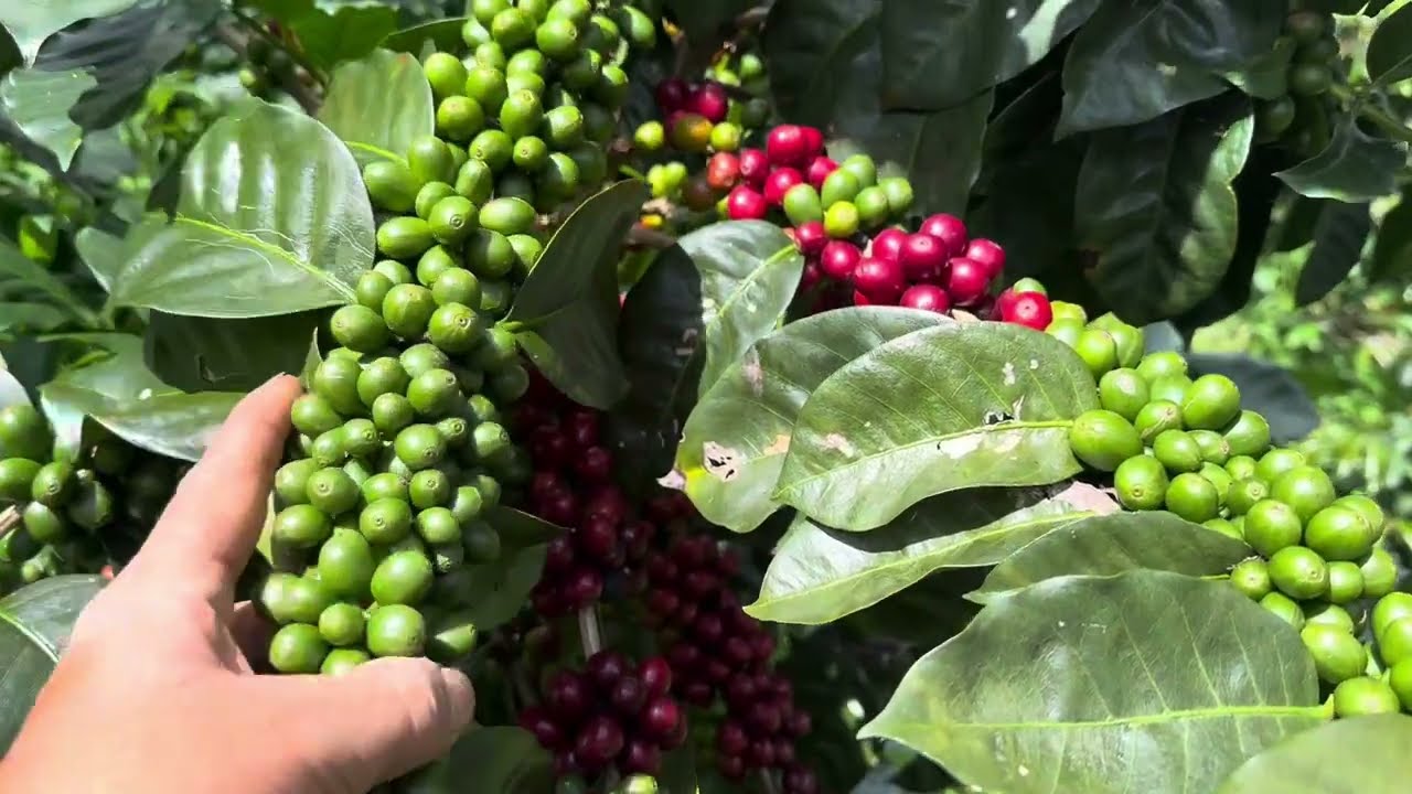 Como preparar una buena mezcla de abono para el café que tiene buena producción .