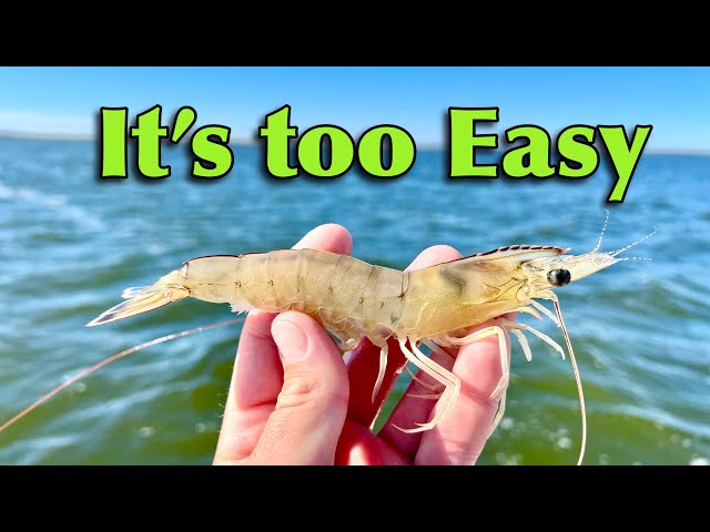 fishing with LIVE SHRIMP…. this is cheating 