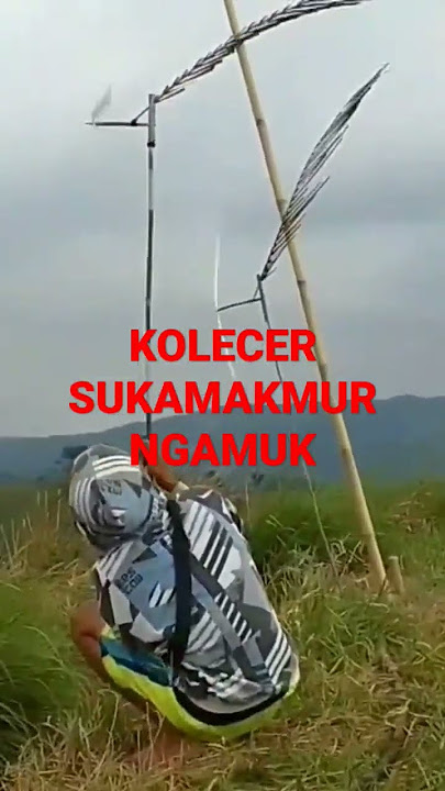 KOLECER BUNTUT BEBEK #Shorts #Kolecer #Bebek