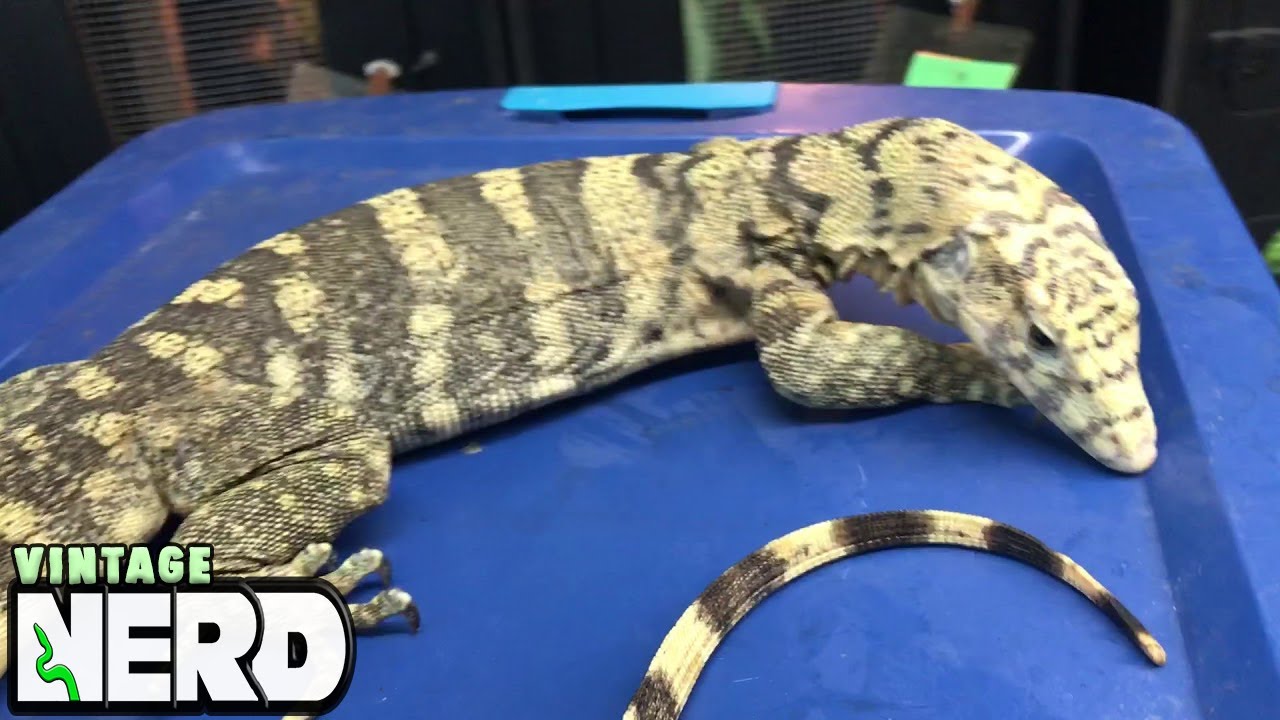 vlogs in spanish One of our lovely Sulpher Water Monitors