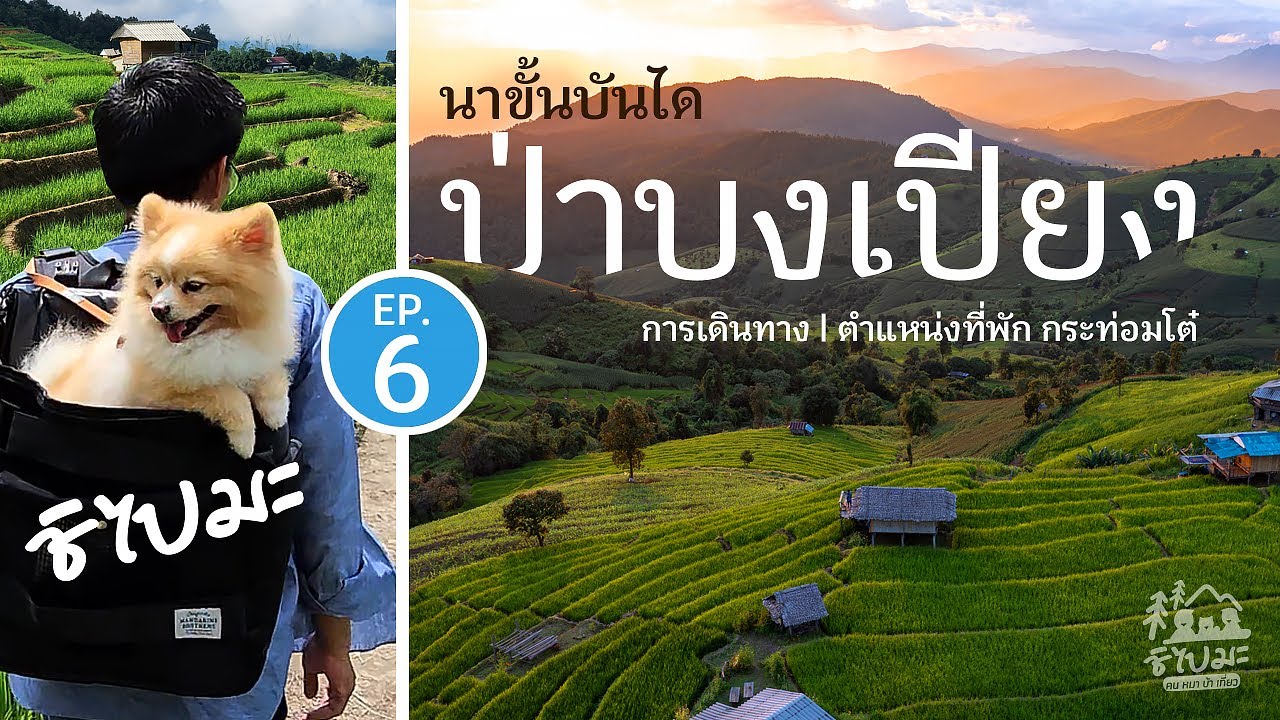 EP.6 เที่ยวนาขั้นบันได ป่าบงเปียง เชียงใหม่ รีวิวที่พักกระท่อมโต๋ การเดินทาง หมาไปได้