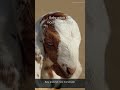 goats fainting sudden sounds