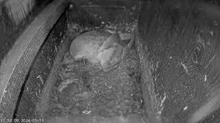 Somerset Wildlife Trust Barn Owl webcam (internal)