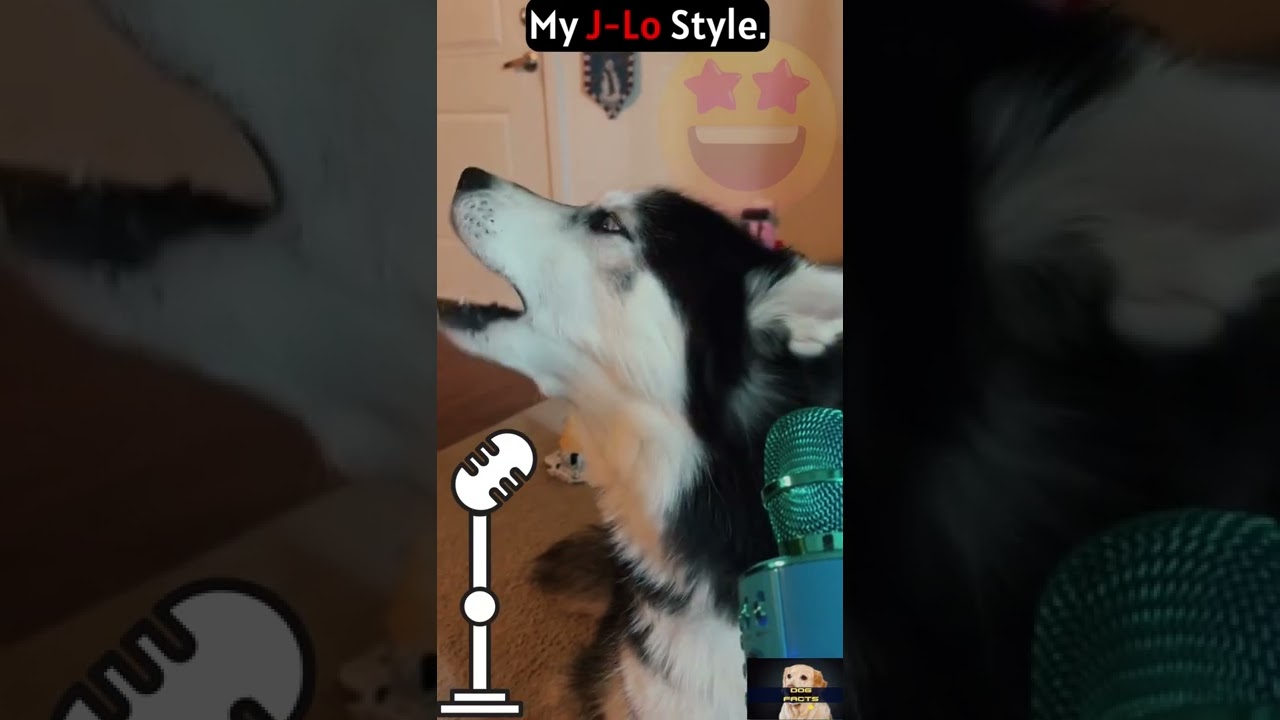 singing husky | singing dog | dog singing like elvis | husky sings like beyonce | husky sing lik JLO