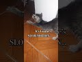 When your kitten do the slowmo stretching while yawning.