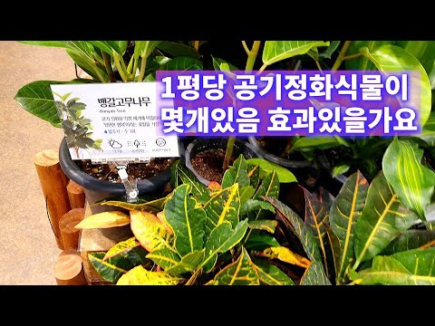 공기정화식물을❣1평당 화분을