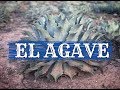 ¿Cómo se reproduce un Agave o Maguey? Mezcal "Gracias a Dios" P2. (Ep.#99) En Español