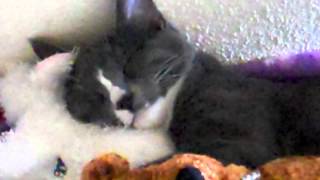 Kitty Cat Sleeps with Stuffed Animals