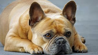 Discover 20 Charming French Bulldog Names and Their Meanings!