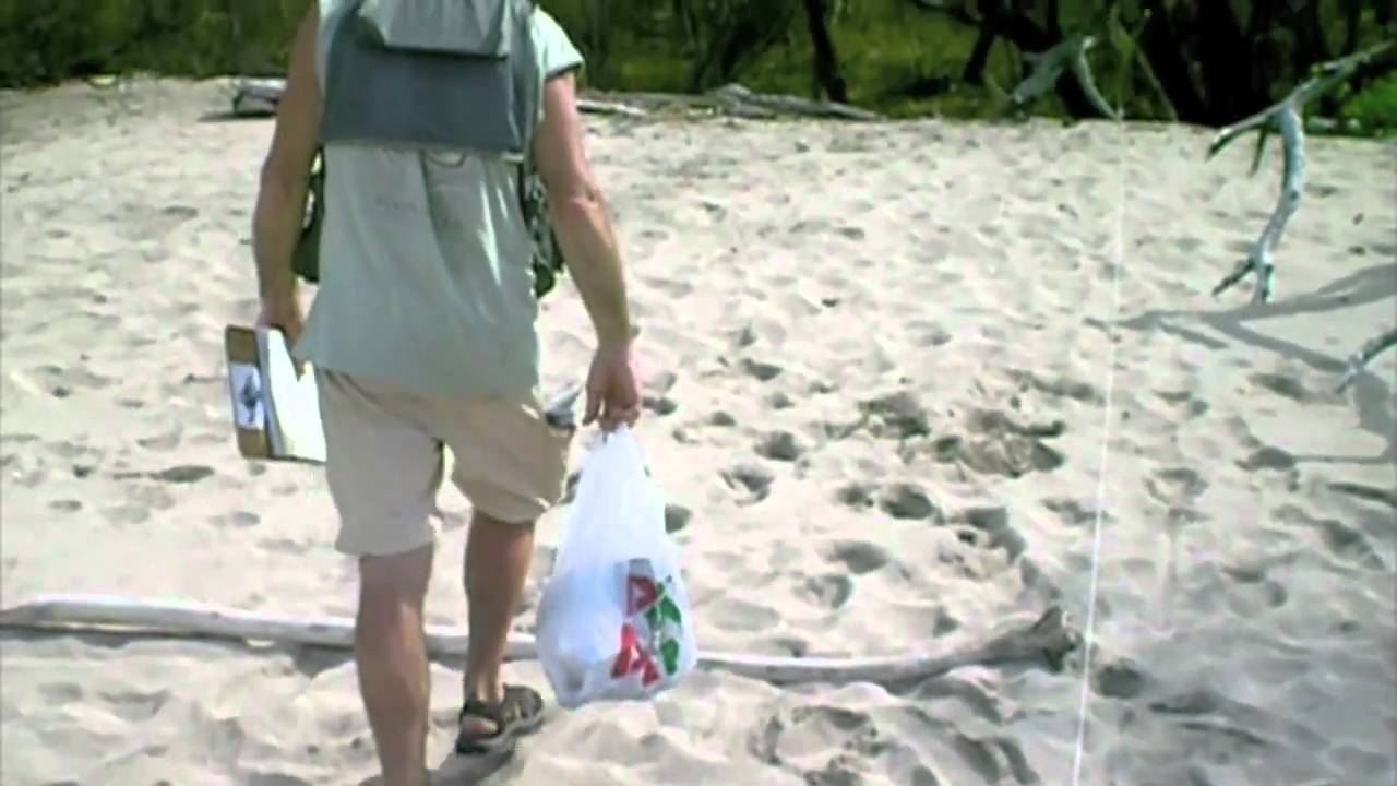 sea of thieves Plastic Debris Assessments — STRP & Sea Turtles Forever