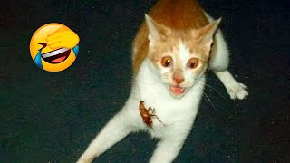 FUNNIEST CAT AND DOG VIDEOS 2023