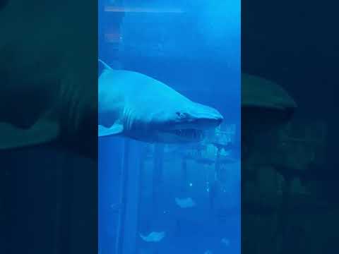 🦈 Shark paya pulla | Dubai Mall