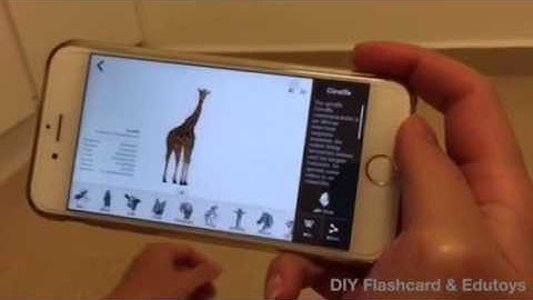 Octagon Studio Animal 4D+  Flashcards