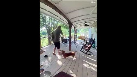 Eekhoorn valt man en daarna hond aan, 🔥 #eekhoorns #zijn #metaal