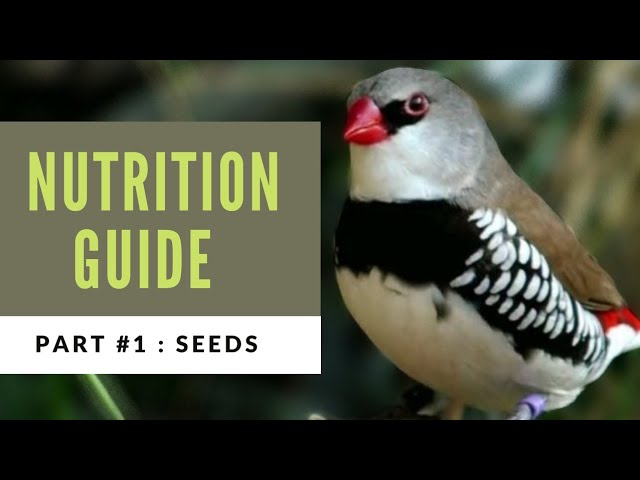 COMPLETE GUIDE to your BIRDS DIET Part 1: Dry Seeds, Sprouted u0026 Wild Seeds class=