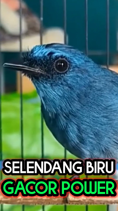 burung selendang biru gacor #masteranburunglomba #burunggacor #burungkicau