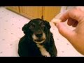 World's HARDEST Dog Tricks