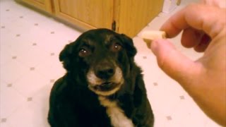 World's HARDEST Dog Tricks by Talking Animals 1,979,776 views 9 years ago 1 minute, 10 seconds