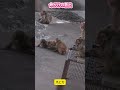 【パンチくん🐵】自分も痛いのに…パンチくんを守り抜いたモモちゃんの勇気に拍手