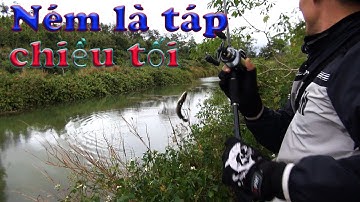 Câu lure chiều tối cá ăn quá trời | Câu cá lóc tự nhiên