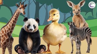 Funniest Animal Sounds In Nature: Giraffe, Panda, Duck, Zebra, Kangaroo