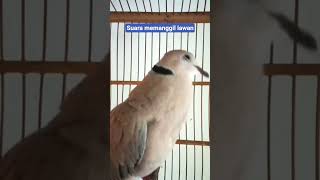 manggil lawan gacor burung puter lokal #shorts