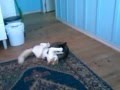 turkish van cat vs brazilian short hair jiu jitsu の動画、YouTube動画。