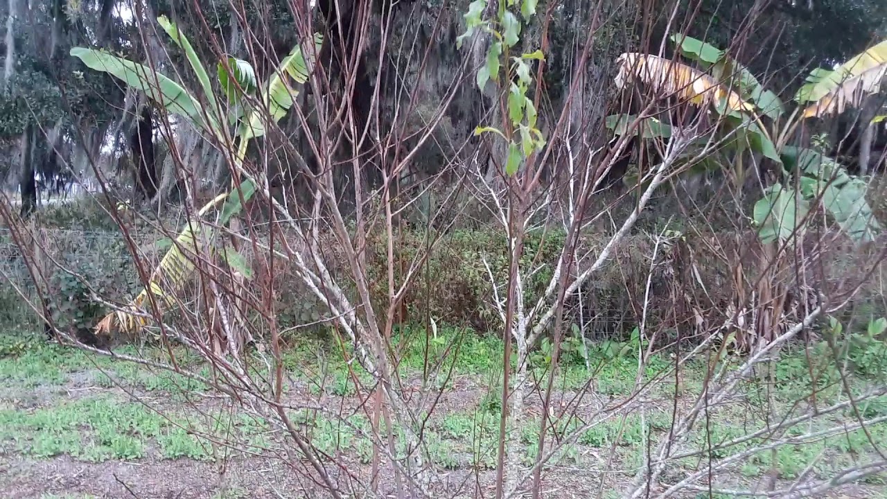 Beauty PLUMS! A super low chill variety YouTube