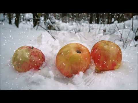 Яблоки на снегу  -  Михаил Муромов