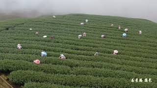 台灣茶世界香