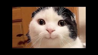 Funny Animals 2024   New Funniest Cats and Dogs Video