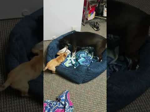 camera iphone 8 plus apk 2 month old Lily playing with Ty Lee inside