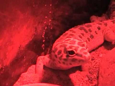 video phone beyonce mp3 Eublepharis macularius 