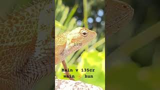Lizard or Chameleon in the Kurukh language #cutebaby #comedy #funny #bellylaughs #giggles #like 🙏🦎