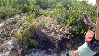 Wild Buckwheat