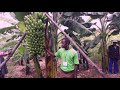 Kazi Ni Kazi Umva Uko Yakoreye Arenga Miliyoni 200 Mumyaka 4 Gusa Abikesha Ubuhinzi Bwurutoki 