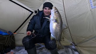 Морская рыбалка со льда / Клёв радует. / Sea fishing from ice