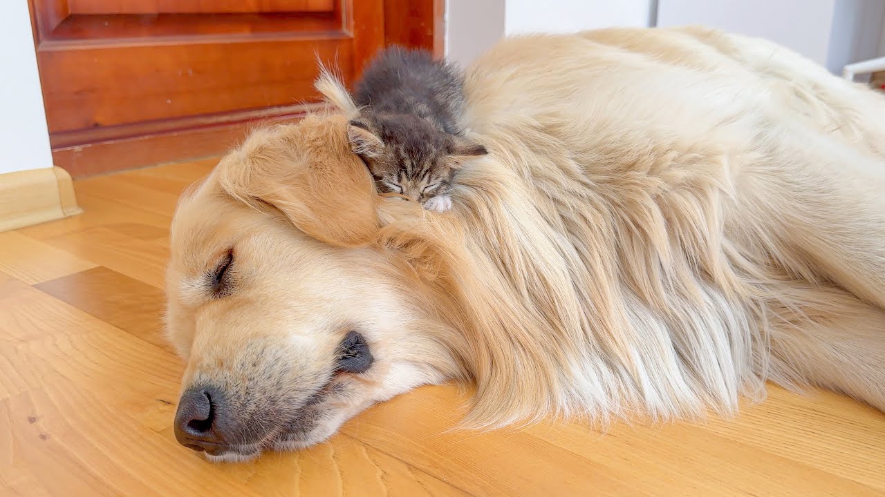 Tiny Kitten Uses Golden Retriever as Her Favorite Bed... So Cute!
