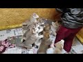 狼犬仔犬　大騒ぎな食事風景