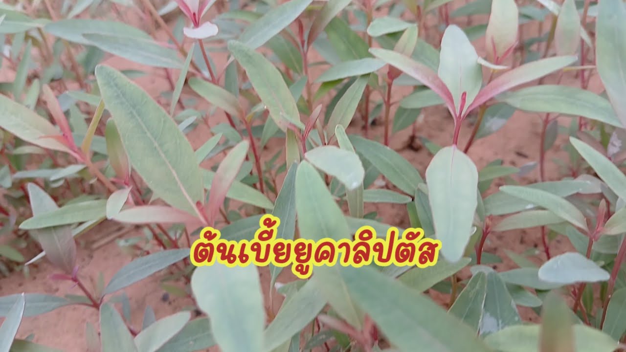 #ต้นพันธ์ยุคาลิปตัสพันธ์ดี