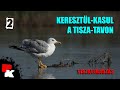 Keresztül-kasul a Tisza-tavon 2. rész - Tiszavirágzás, avagy a kérészek tánca (Tisza-tó, Sarud)