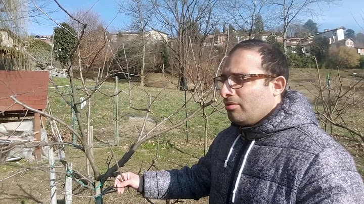 Why doesn't the apple tree bear fruit?