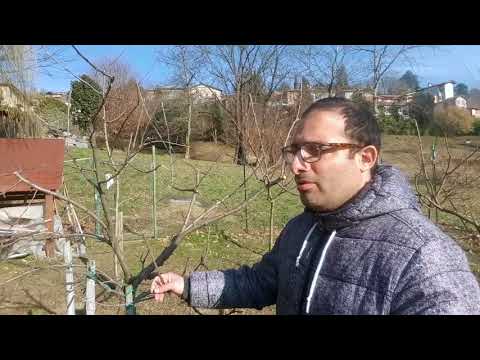 Video: Perché il mio albero di mele cotogne non fruttifica: motivi per cui un albero di mele cotogne non fruttifica