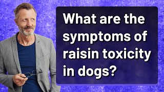What are the symptoms of raisin toxicity in dogs?
