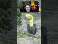 Encontrei um TUCANO que precisava DE AJUDA