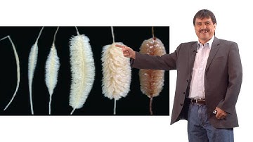 Luis Herrera-Estrella (Langebio) Part 2: Phosphorus: an essential plant nutrient