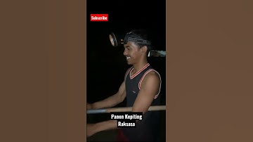 panen kepiting raksasa #shorts #mancing #kepiting #kepitingraksasa #mancingliar