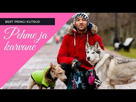 Video: Kui palju on Husky tõugu?